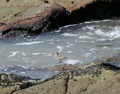 Calidris pusilla