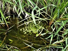 Callitriche heterophylla