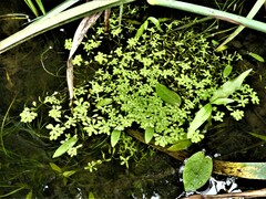 Callitriche heterophylla