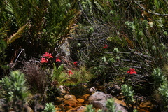 Disa uniflora