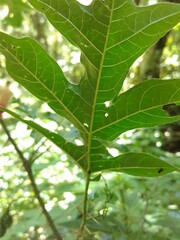 Solanum atropurpureum