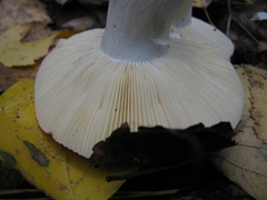 Russula hydrophila
