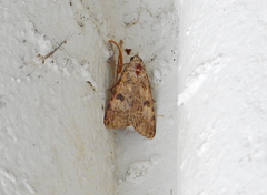 Micrathetis triplex