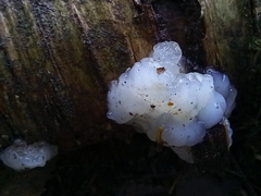 Exidia