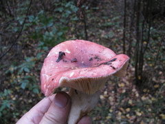 Russula hydrophila