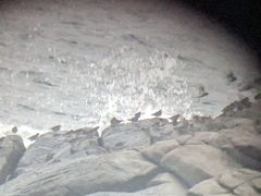 Calidris maritima