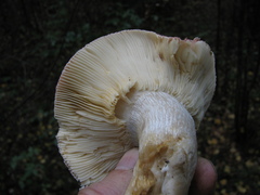 Russula hydrophila