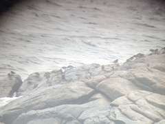 Calidris maritima