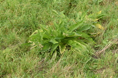 Symphytum officinale