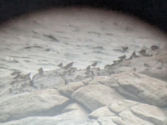 Calidris maritima