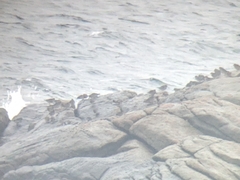 Calidris maritima