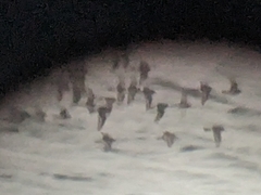 Calidris maritima