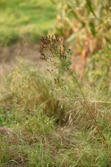 Hypericum perforatum