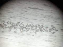 Calidris maritima