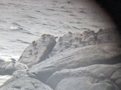 Calidris maritima