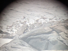 Calidris maritima