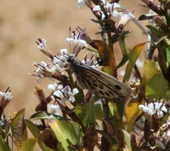 Argyrophorus argenteus