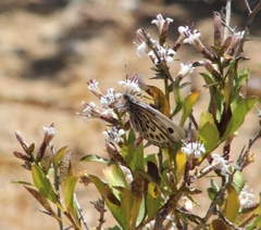 Argyrophorus argenteus