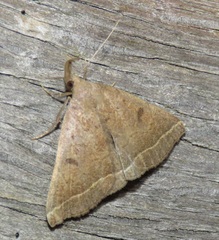 Pechipogo plumigeralis