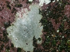 Phlyctis petraea
