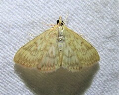 Crocidophora serratissimalis