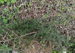 Asparagus acutifolius