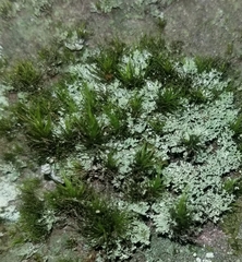 Dicranum flagellare