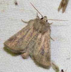 Photedes fluxa