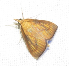 Nascia cilialis