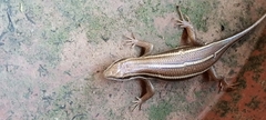 Trachylepis