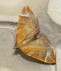 Eulithis testata