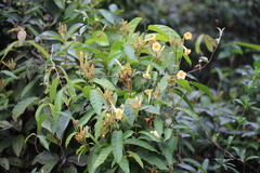 Odontadenia verrucosa