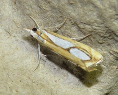 Catoptria pinella