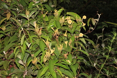 Odontadenia verrucosa