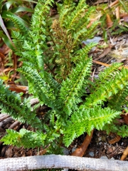 Polystichum cystostegium