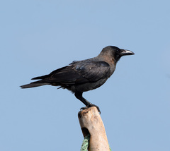 Corvus splendens