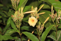 Odontadenia verrucosa
