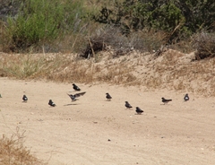 Tachycineta leucopyga