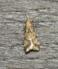 Brachmia blandella