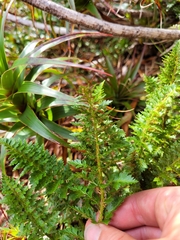 Polystichum cystostegium