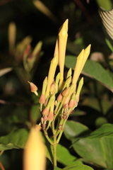 Odontadenia verrucosa
