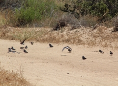 Tachycineta leucopyga