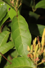 Odontadenia verrucosa
