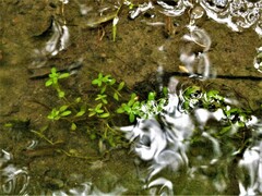 Callitriche heterophylla