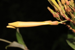 Odontadenia verrucosa