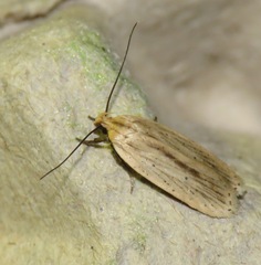 Agonopterix umbellana