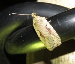 Agonopterix ocellana