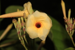 Odontadenia verrucosa