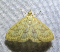 Crocidophora serratissimalis