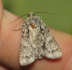 Acronicta auricoma